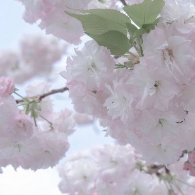 平果FurryQQ群介绍